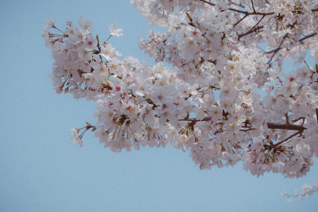 albero di ciliegie